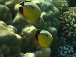 A pair of Exquisite butterflyfish. by Mario Bortolotti 
